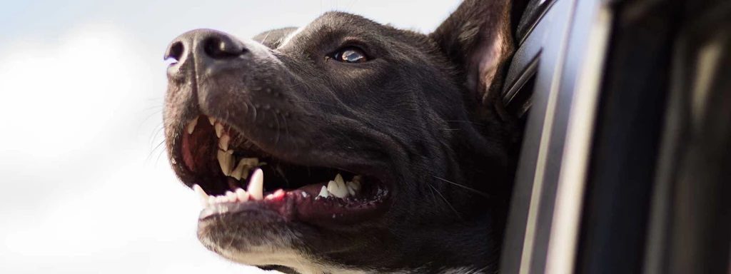 How to safely leave your pet at home when you travel