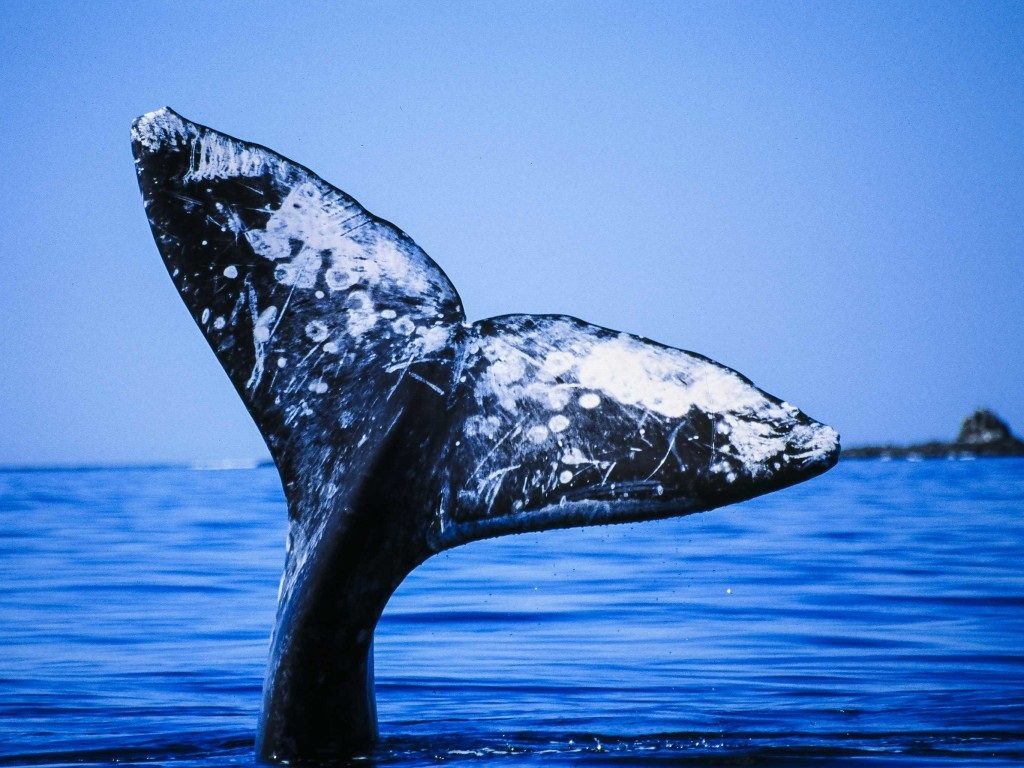 Enjoy a fascinating trip with Sea of Cortez small ship cruise