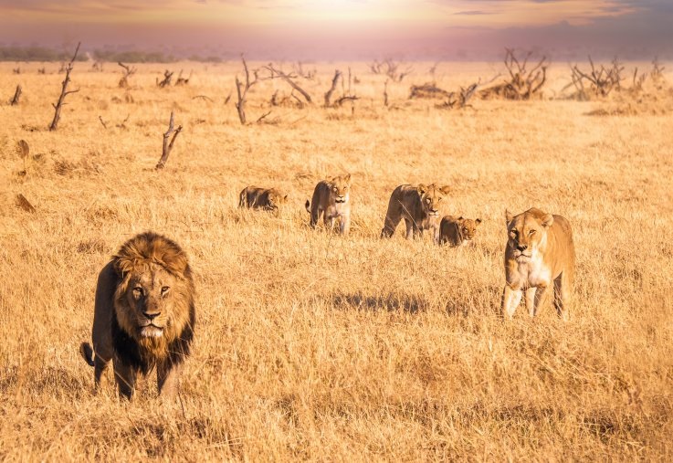 Four things that you should expect in an African safari