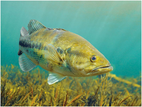 An Ultimate Guide to Fishing for Bass