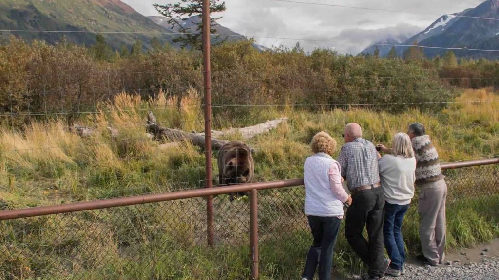 The Best Wildlife Tours in Alaska for Animal Lovers