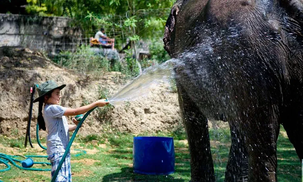 Responsible Elephant Tours Encouraging Respectful Wildlife Observation And Learning